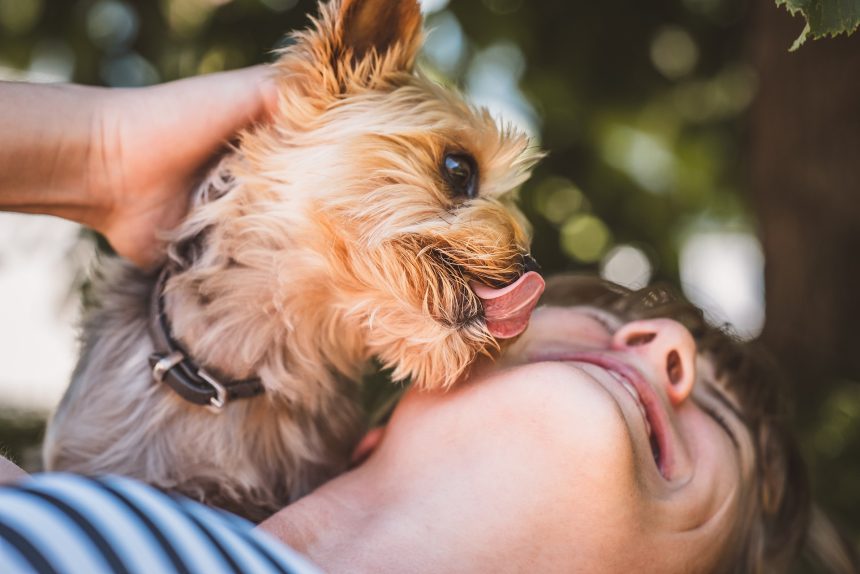 Quando seu cachorro te lambe, ele quer te dizer uma destas 7 coisas