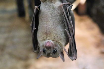 Morcego de cabeça para baixo