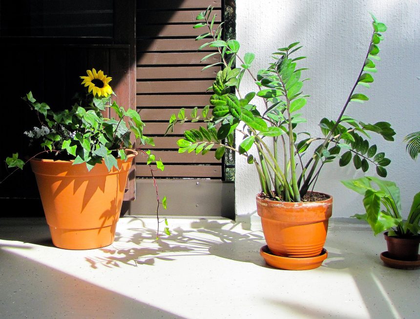 plantas que gostam de sombra para cultivar dentro de casa