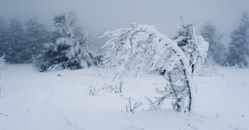 Muita neve e árvores congelada
